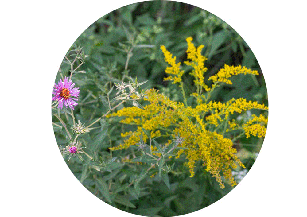 Envisioning sustainable futures — Erie Canal, water protectors, refusal imagery